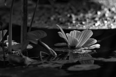 Close-up of lotus water lily