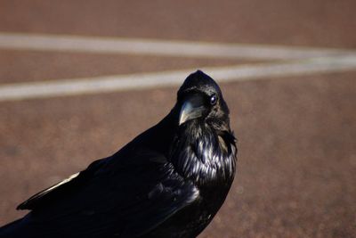 Close-up of a bird