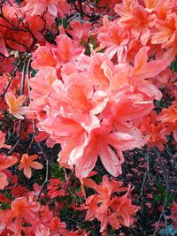 Close-up of pink flowers