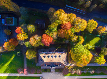 Close-up of flowers on tree during autumn