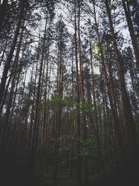 Low angle view of bamboo trees in forest