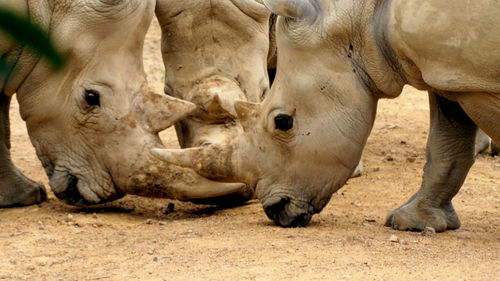 Close-up of rhinos fight