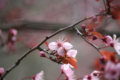 Close-up of cherry blossoms in spring