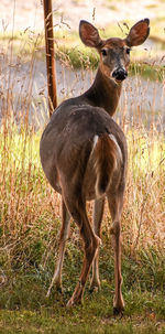 Portrait of deer standing on field