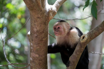 Low angle view of monkey sitting on tree