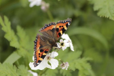 Close-up of butterfly pollinating on flower