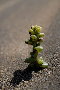 High angle view of small plant growing on sand