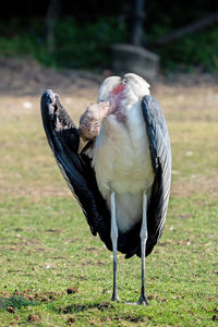 Close-up of bird perching on a field