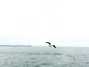 Bird flying over sea against clear sky