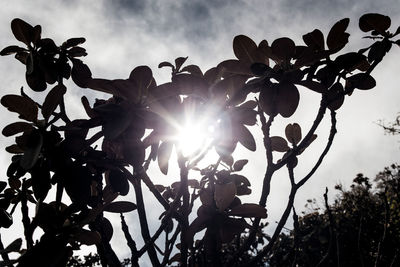 Low angle view of silhouette plants against sky