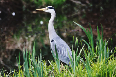 View of a bird on field