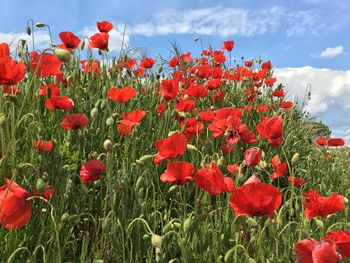 Close-up of red poppy flower in field