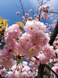 Low angle view of cherry blossom tree