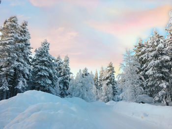 Snow covered pine trees against sky