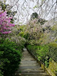 Plants and trees in park