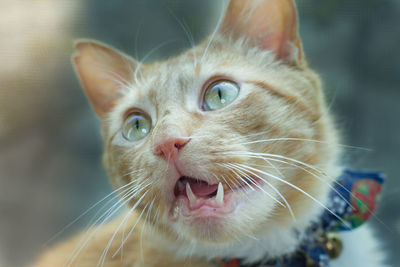 Close-up portrait of cat