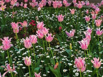 Close-up of pink flowering plants on field