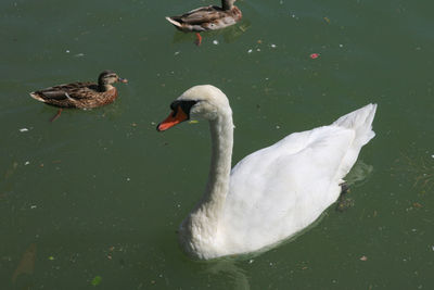 bird