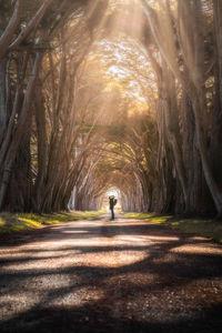 Rear view of man on road amidst trees in forest