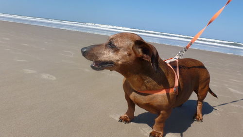 Dog standing on beach against sky