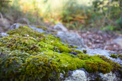 Scenic view of stream in forest