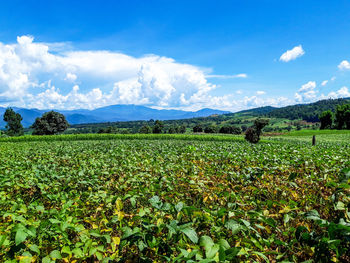 Scenic view of field against sky