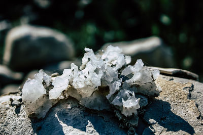 Close-up of white rocks on rock