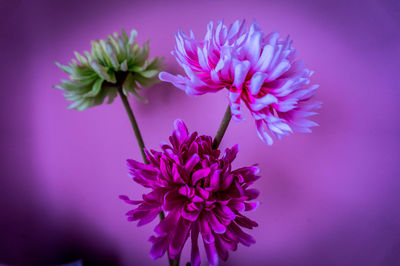 Close-up of pink flowers