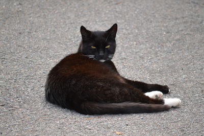 Portrait of black cat resting on road