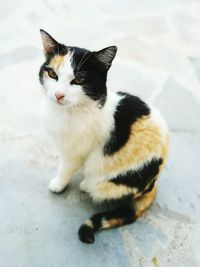 Portrait of cat on footpath