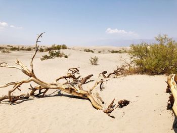 Driftwood on sand at beach against sky