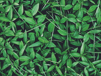 Full frame shot of green leaves on field