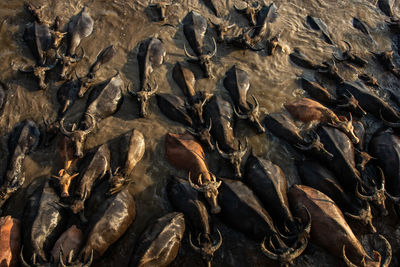 Herd of water buffaloes from the high angle view