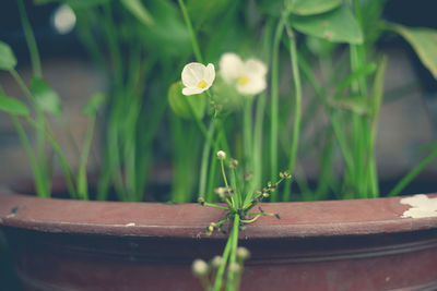 Close-up of flowering plant