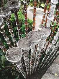 Close-up of lizard on tree