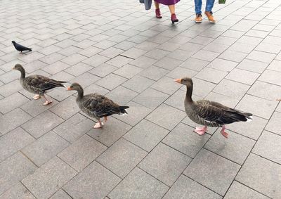 Low section of birds walking outdoors