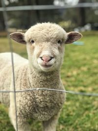 Close-up portrait of a sheep on field