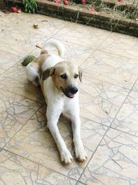 High angle portrait of dog relaxing on tiled floor