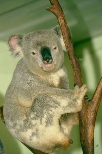Close-up portrait of an animal