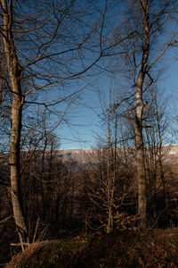 Bare tree on field