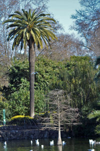 Palm trees by lake in forest against sky