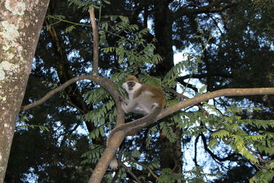 Low angle view of monkeys on tree