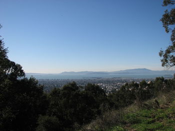 Trees and cityscape against clear blue sky