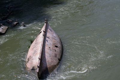 High angle view of fish in sea