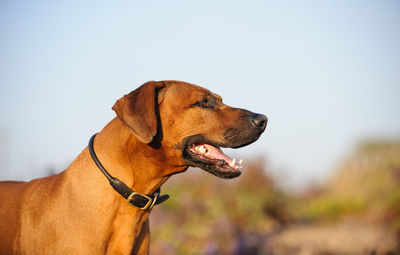 Close-up of rhodesian ridgeback against sky