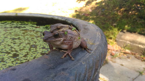 Close-up of frog on plant