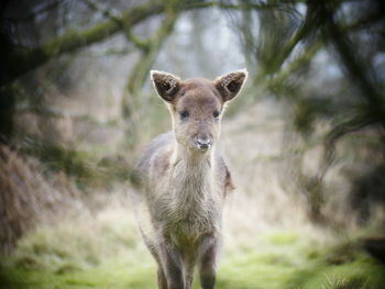 Close-up of deer