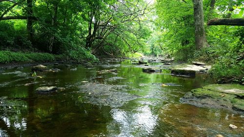 Reflection of trees in river