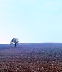 Tree on field against clear sky