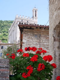 Red flowering plants by building